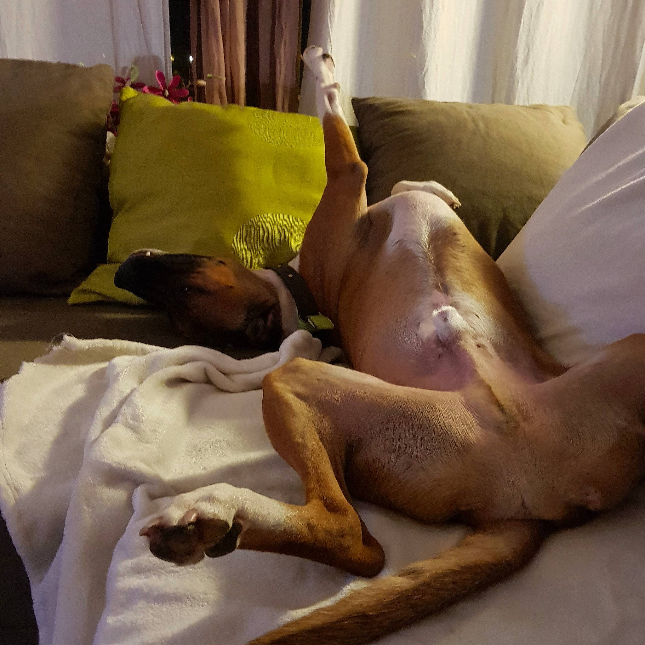 José participe au concours pour gagner de l'argent avec cette photo : abdomen, bed, bedding, bedroom, chest, comfort, couch, curtain, elbow, furniture, human_body, human_leg, knee, lamp, leg, linens, textile, thigh, trunk, wood