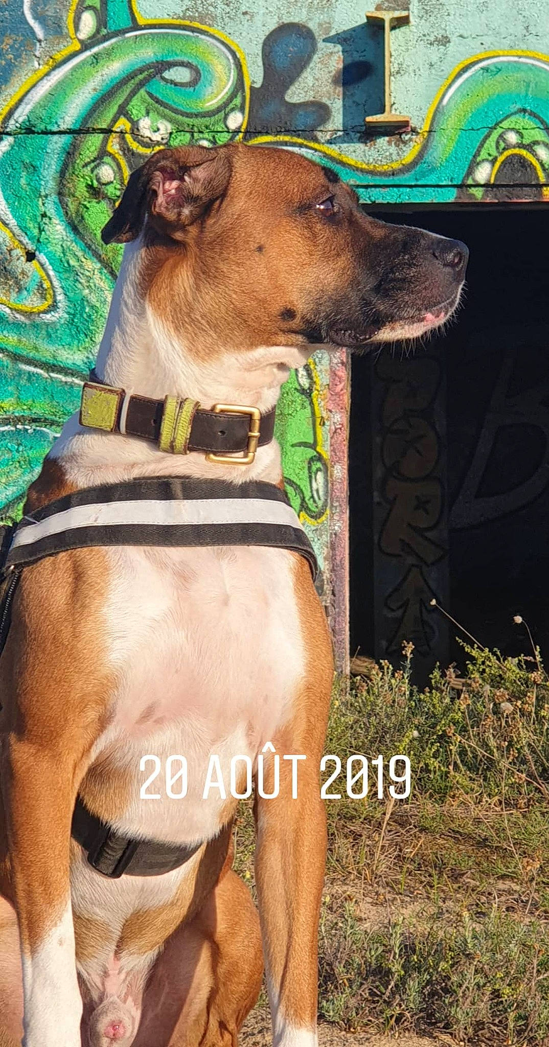 José participe au concours pour gagner de l'argent avec cette photo : ancient_dog_breeds, canidae, carnivore, collar, companion_dog, dog, dog_breed, dog_collar, dog_supply, fashion_accessory, fawn, leash, liver, personal_protective_equipment, pet_supply, sleeve, snout, sporting_group, working_animal, working_dog