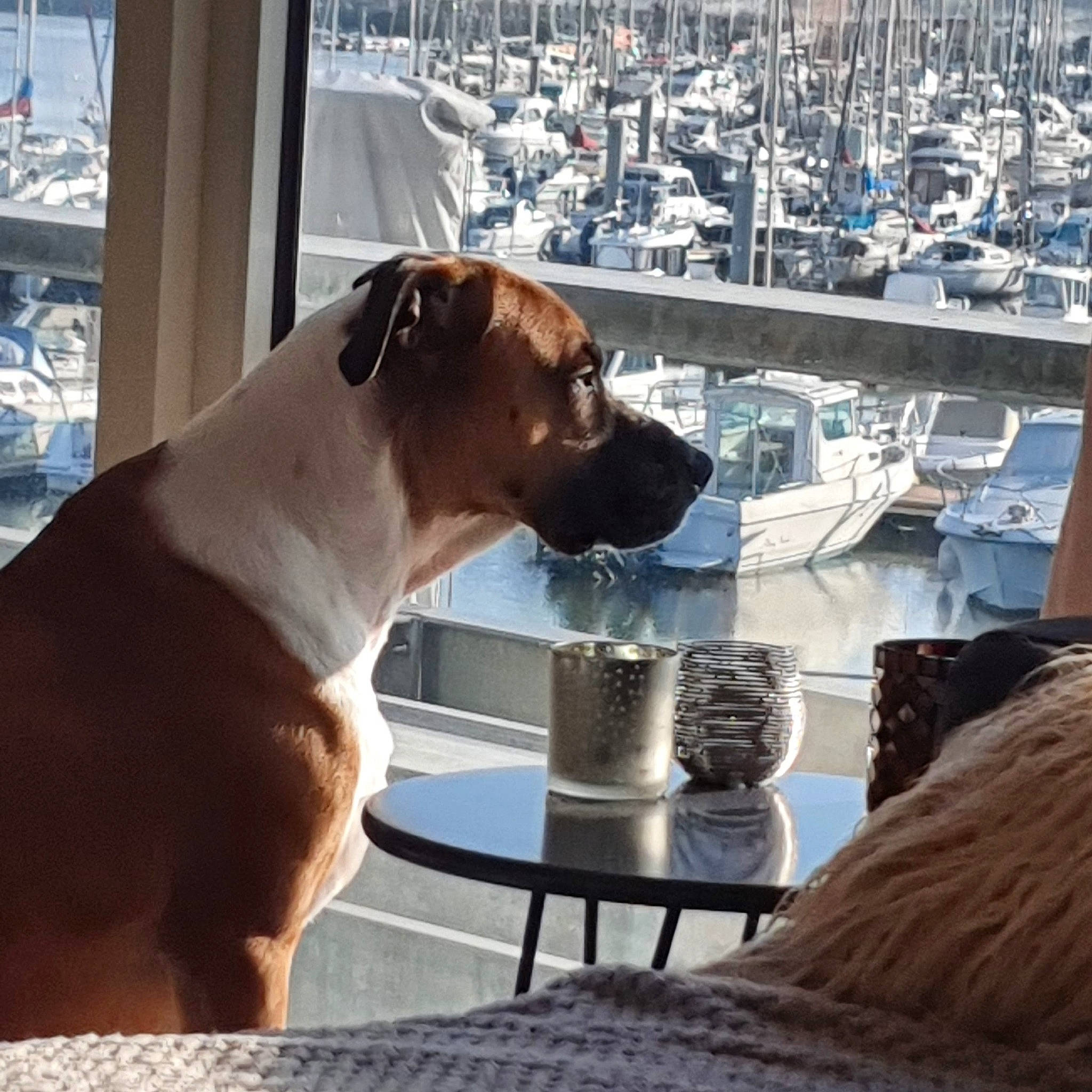 José participe au concours pour gagner de l'argent avec cette photo : boat, boats_and_boating_equipment_and_supplies, carnivore, collar, comfort, companion_dog, dog, dog_breed, dog_collar, eyewear, fawn, mammal, naval_architecture, pet_supply, ship, vehicle, vertebrate, water, watercraft, working_animal