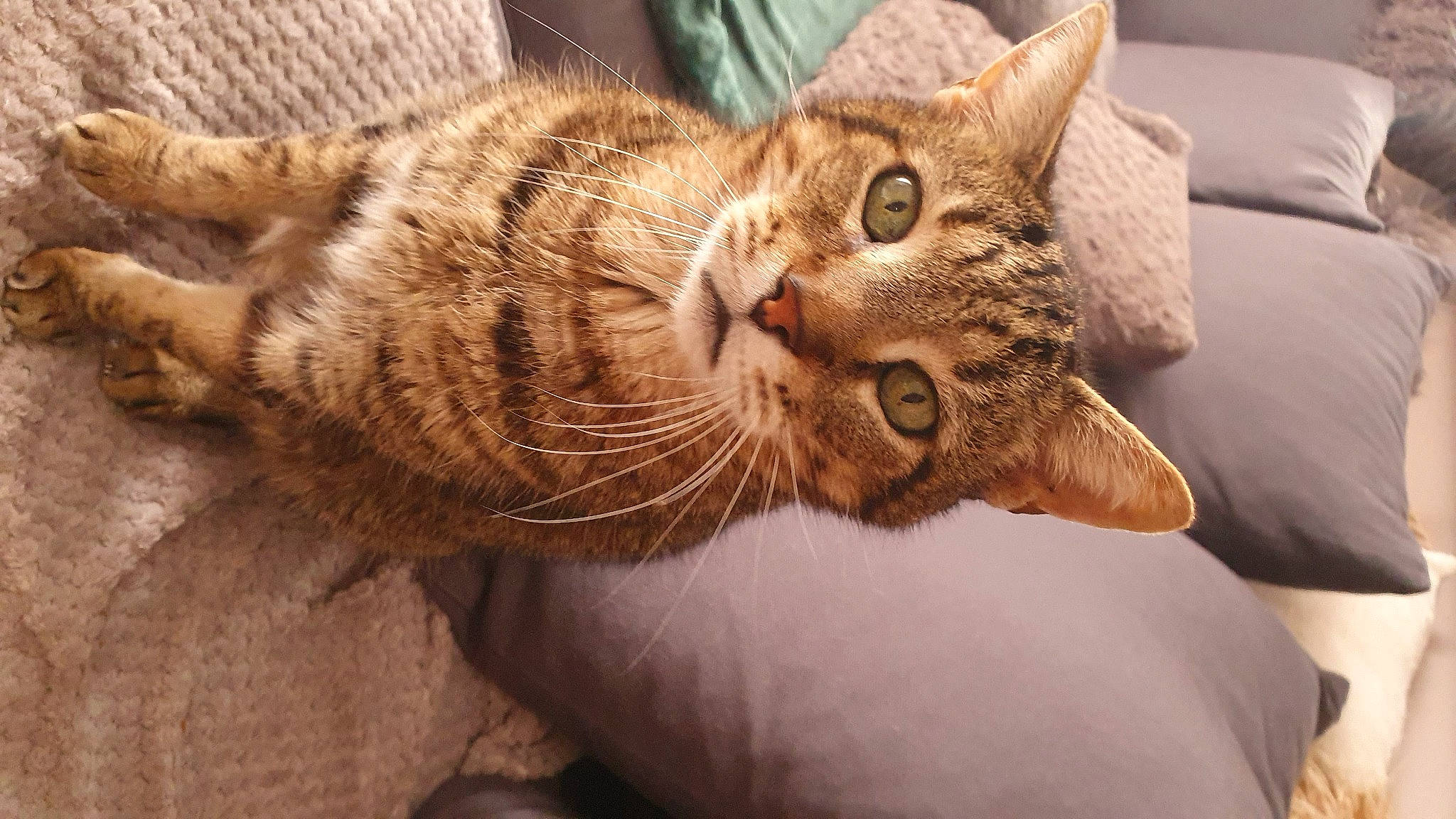 Jojo a rejoint le concours — aidez-le/la à gagner de superbes lots ! carnivore, cat, claw, comfort, domestic_short_haired_cat, ear, felidae, fur, paw, small_to_medium_sized_cats, snout, tail, terrestrial_animal, whiskers, window, wood