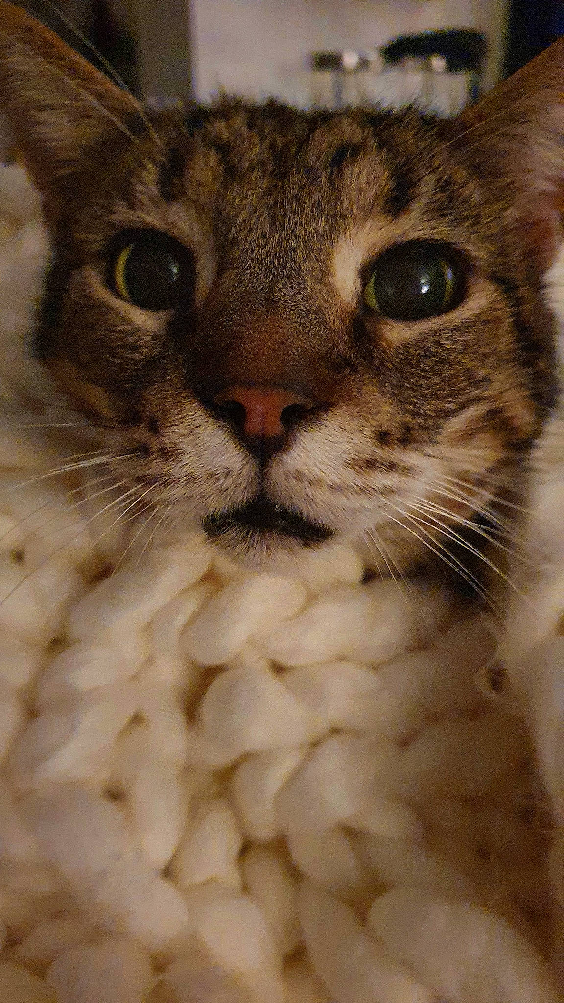 Georges a rejoint le concours — aidez-le/la à gagner de superbes lots ! carnivore, cat, close_up, domestic_short_haired_cat, ear, eye, fawn, felidae, fur, head, iris, paw, small_to_medium_sized_cats, snout, terrestrial_animal, whiskers, wildlife