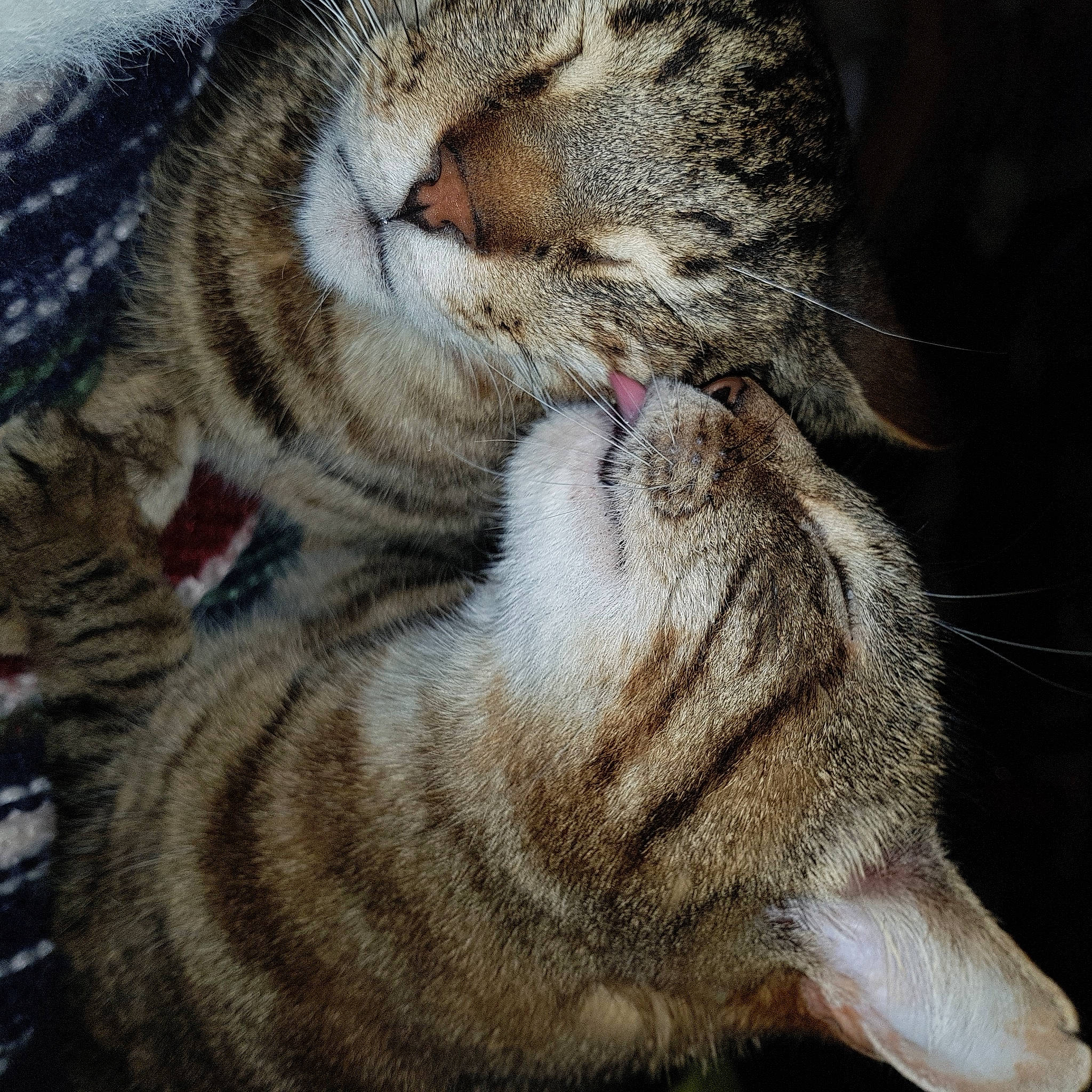 Georges a rejoint le concours — aidez-le/la à gagner de superbes lots ! carnivore, cat, claw, close_up, domestic_short_haired_cat, eye, fawn, felidae, fur, nap, paw, photography, sleep, small_to_medium_sized_cats, snout, tail, terrestrial_animal, whiskers, wildlife, wrinkle