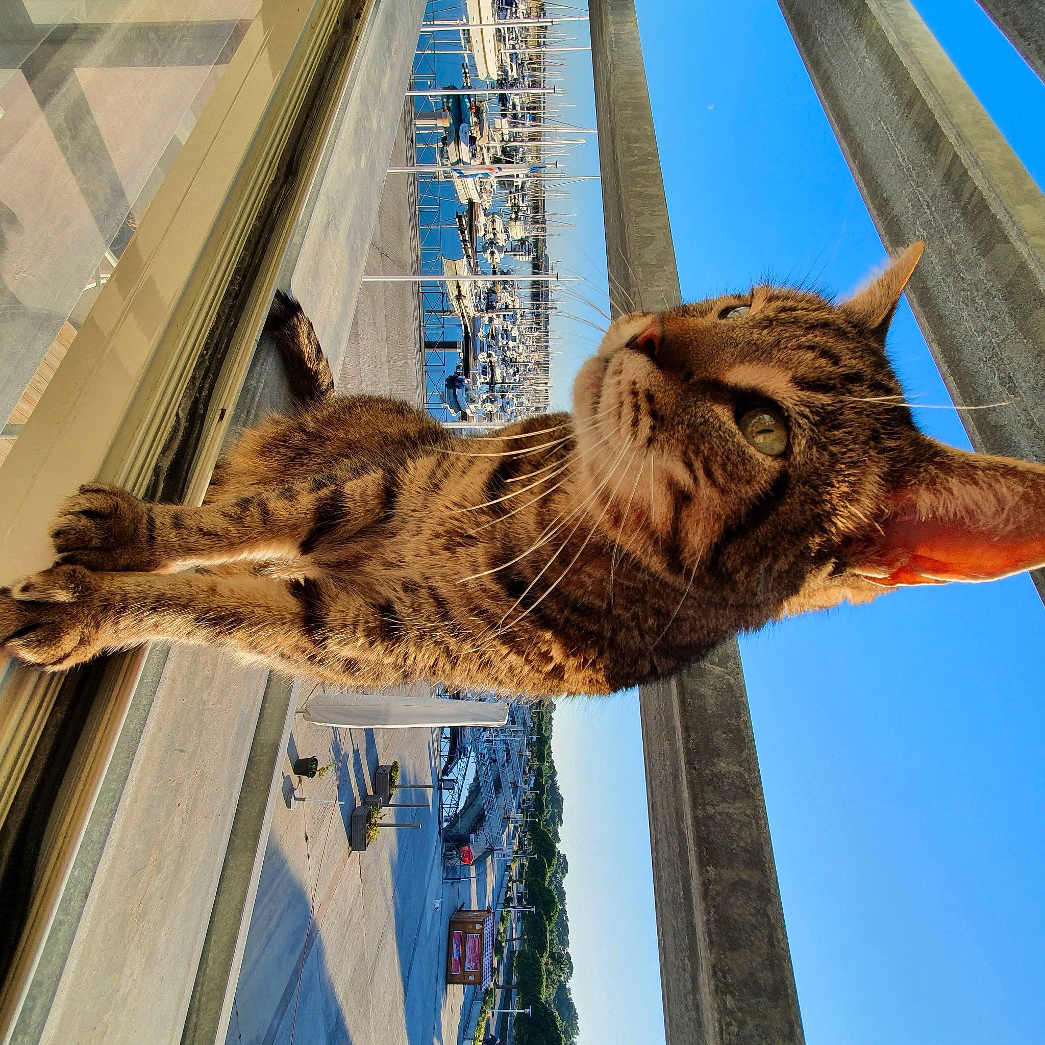 Georges a rejoint le concours — aidez-le/la à gagner de superbes lots ! beak, big_cats, bird_of_prey, blue, building, falconiformes, feather, felidae, great_horned_owl, line, mammal, owl, plant, screech_owl, sky, small_to_medium_sized_cats, terrestrial_animal, tree, vertebrate, wood