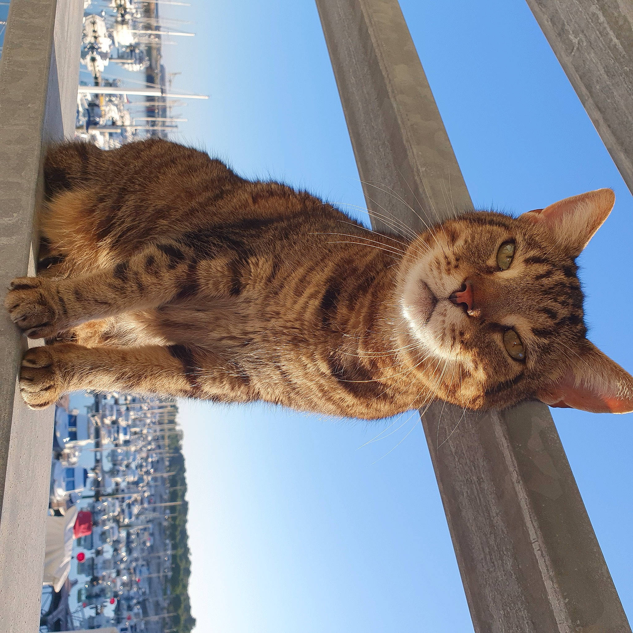 Georges a rejoint le concours — aidez-le/la à gagner de superbes lots ! art, bird_of_prey, blue, branch, carnivore, cat, domestic_short_haired_cat, felidae, fur, sky, small_to_medium_sized_cats, snout, tail, terrestrial_animal, tree, trunk, twig, whiskers, wildlife, wood