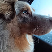 Shadow participe au concours pour gagner de l'argent avec cette photo : dog, side_profile, fluffy, car_window, looking_out, natural_light, fur, close_up, pet, animal, canine, calm, blue_sky, indoor, transportation, vehicle, window, whiskers, portrait, mammal