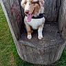 dog, wooden_chair, outdoor, grass, trees, nature, pet, canine, tongue_out, happy, fur, seat, park, daylight, animal, smiling, brown_and_white, leash, wood_texture, scenery