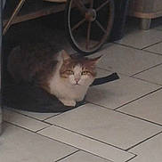 Pixou a rejoint le concours — aidez-le/la à gagner de superbes lots !