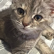 Honey Harker joined the competition — help win amazing prizes! kitten, cat, gray_tabby, close_up, pet, animal, fur, whiskers, bed, blanket, indoor, cute, young, small, resting, curious, soft, sleepy, domestic_cat, cozy
