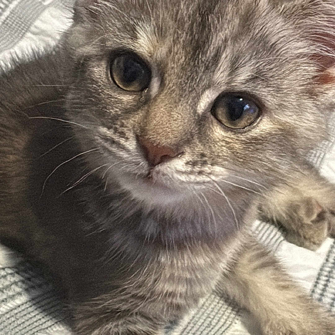 Honey Harker joined the competition — help win amazing prizes! animal, bed, blanket, cat, close_up, cozy, curious, cute, domestic_cat, fur, gray_tabby, indoor, kitten, pet, resting, sleepy, small, soft, whiskers, young