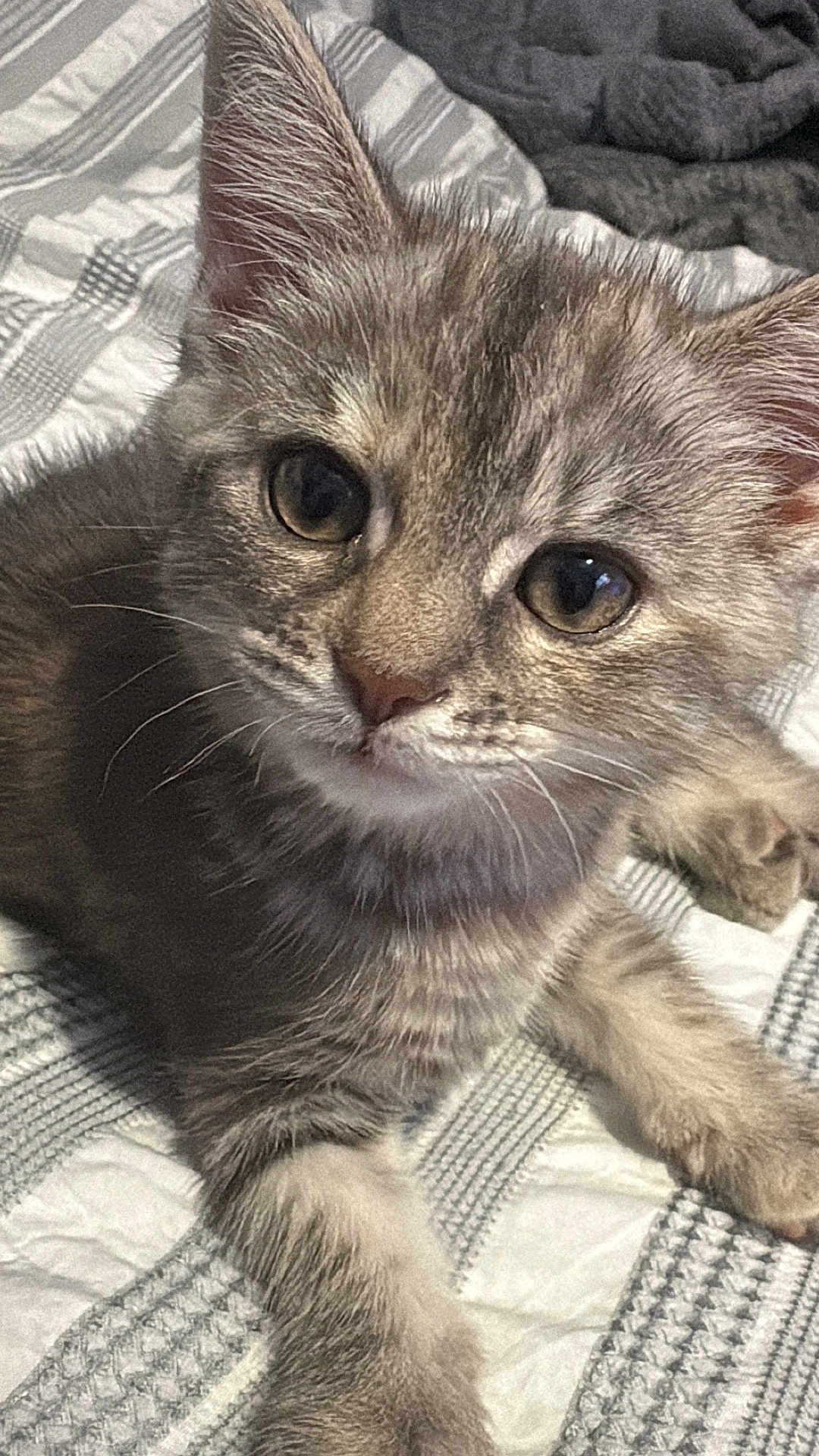 Honey Harker joined the competition — help win amazing prizes! kitten, cat, gray_tabby, close_up, pet, animal, fur, whiskers, bed, blanket, indoor, cute, young, small, resting, curious, soft, sleepy, domestic_cat, cozy