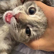 Honey joined the competition — help win amazing prizes! kitten, cat, pet, animal, playful, closeup, hand, blanket, fur, cute, indoor, bed, texture, cozy, mouth_open, whiskers, eyes, small_teeth, domestic_cat, soft