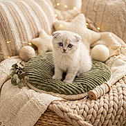 Billie participe au concours pour gagner de l'argent avec cette photo : kitten, cat, pet, animal, cushion, blanket, fairy_lights, cozy, indoors, woven_basket, decor, soft_texture, green_cushion, beige, cute, small_animal, fur, relaxing, home, comfort