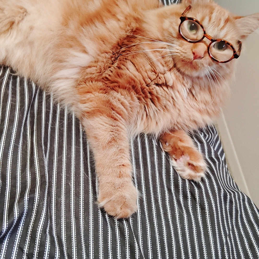 Gizmo joined the competition — help win amazing prizes! animal, bed, cat, cozy, cute, domestic, ears, feline, fluffy, glasses, home, indoor, lying_down, mammal, orange_cat, paws, pet, relaxed, striped_bedspread, whiskers