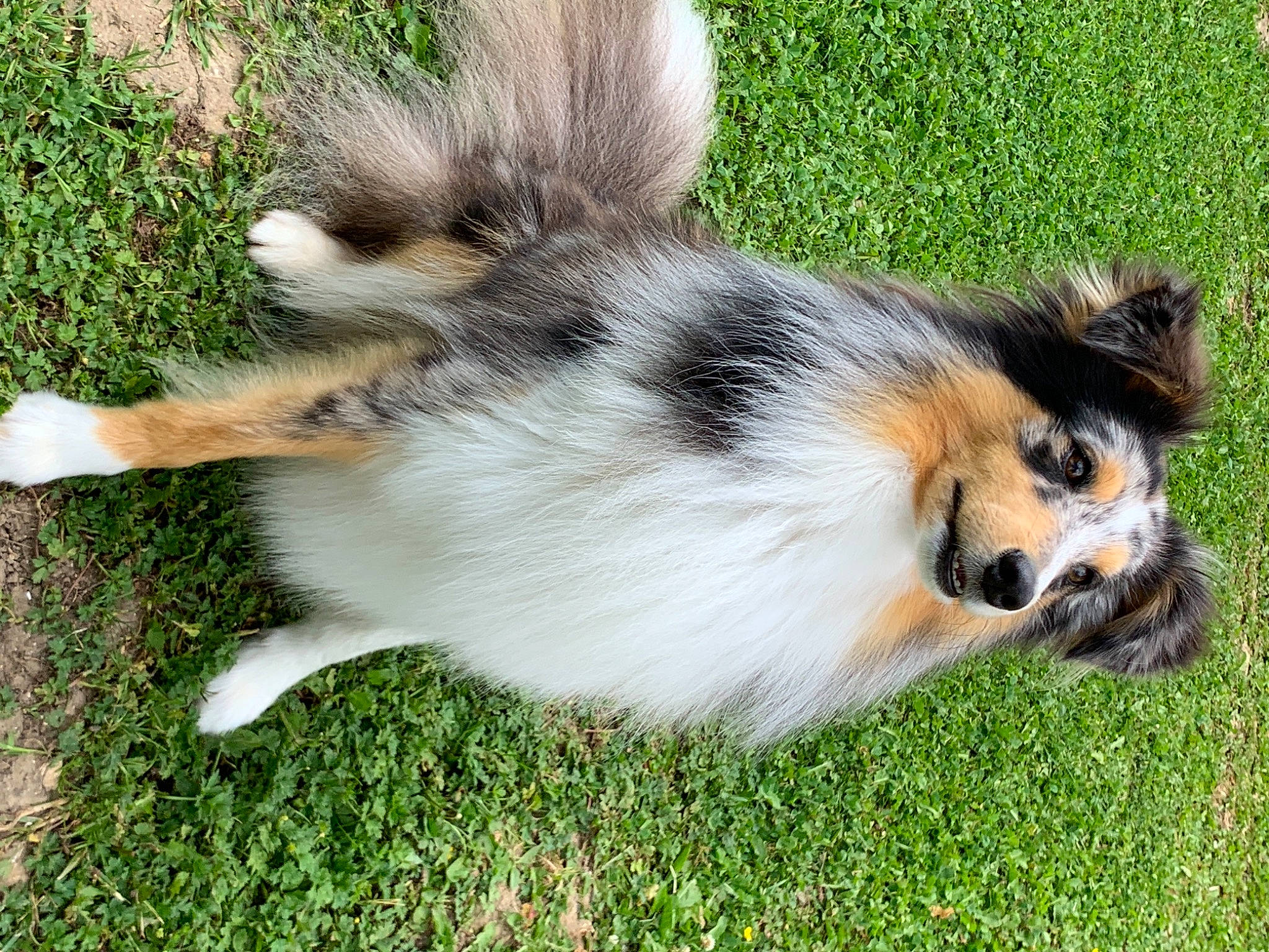 Power Blue participe au concours pour gagner de l'argent avec cette photo : canidae, carnivore, collie, companion_dog, dog, dog_breed, fawn, fur, grass, herding_dog, plant, scotch_collie, shetland_sheepdog, snout, sporting_group, tail, terrestrial_animal, whiskers, wildlife, working_dog