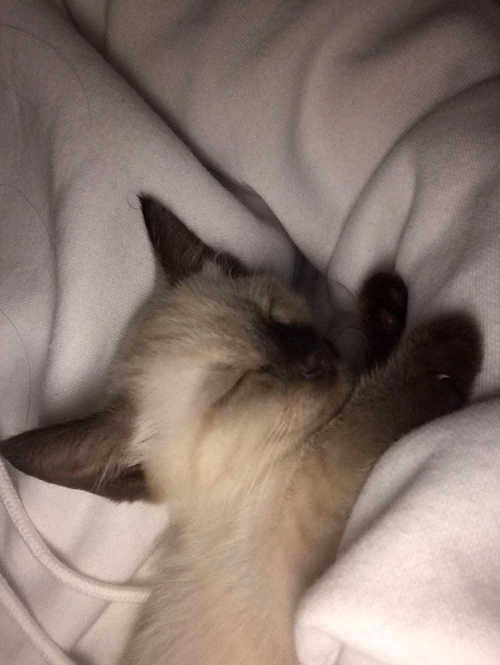 Nina participe au concours pour gagner de l'argent avec cette photo : canidae, carnivore, cat, close_up, cloud, comfort, companion_dog, dog_breed, domestic_short_haired_cat, fawn, felidae, fur, grey, human_leg, linens, paw, small_to_medium_sized_cats, snout, tail, whiskers