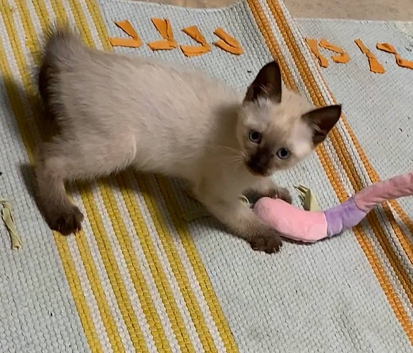 Nina participe au concours pour gagner de l'argent avec cette photo : balinese, carnivore, cat, claw, domestic_short_haired_cat, fawn, felidae, flooring, fur, paw, pet_supply, photo_caption, siamese, small_to_medium_sized_cats, snout, tail, terrestrial_animal, whiskers