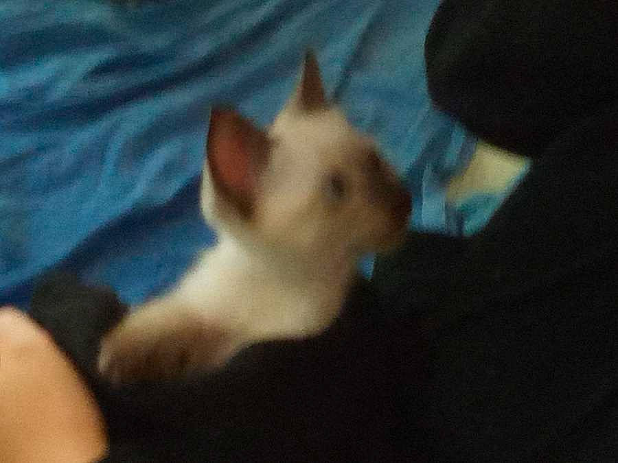 Nina a rejoint le concours — aidez-le/la à gagner de superbes lots ! carnivore, cat, comfort, companion_dog, dog_breed, felidae, fur, paw, small_to_medium_sized_cats, tail, terrestrial_animal, whiskers