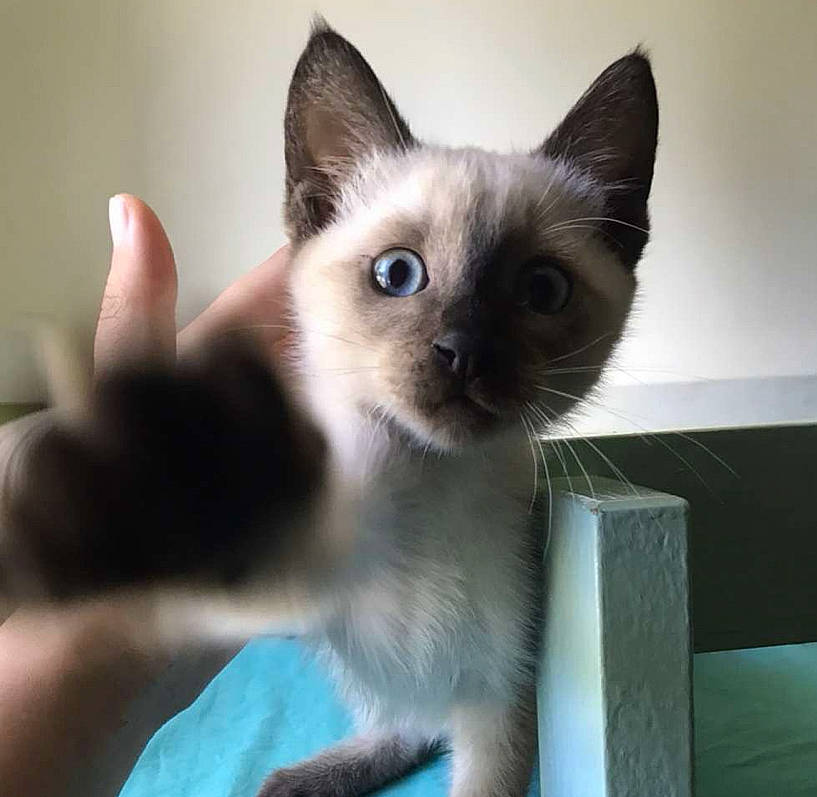 étoile participe au concours pour gagner de l'argent avec cette photo : balinese, birman, carnivore, cat, eye, fawn, felidae, fur, head, siamese, small_to_medium_sized_cats, snout, whiskers