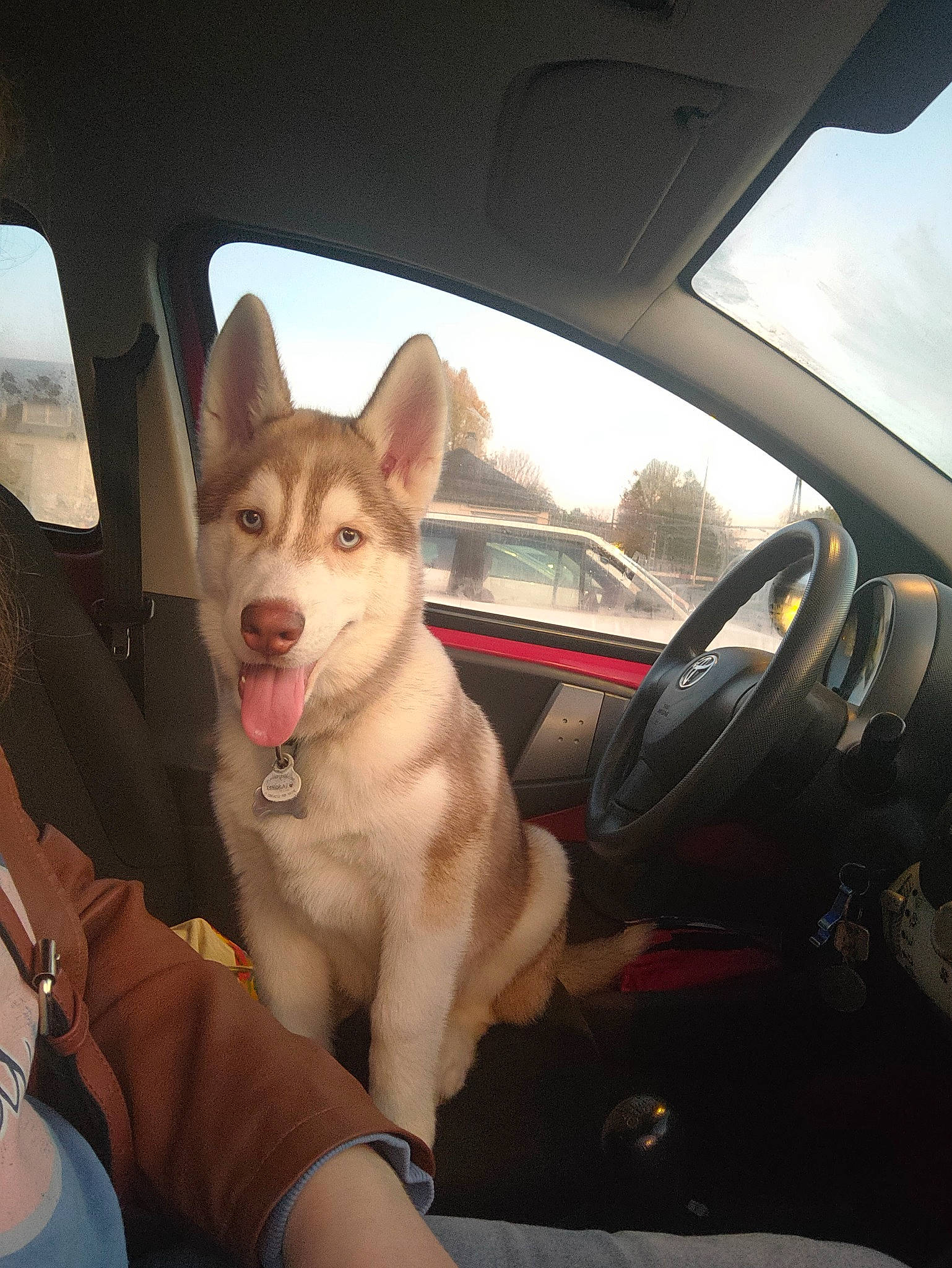Bucky participe au concours pour gagner de l'argent avec cette photo : automotive_exterior, automotive_mirror, car, car_seat, carnivore, companion_dog, dog, dog_breed, fawn, hood, motor_vehicle, rear_view_mirror, sky, steering_wheel, tints_and_shades, vehicle, vehicle_door, window, windscreen_wiper, windshield
