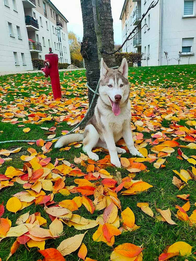 Bucky a rejoint le concours — aidez-le/la à gagner de superbes lots ! building, carnivore, companion_dog, deciduous, dog, dog_breed, fawn, felidae, grass, groundcover, house, people_in_nature, plant, road_surface, sky, small_to_medium_sized_cats, tail, tree, window, woody_plant