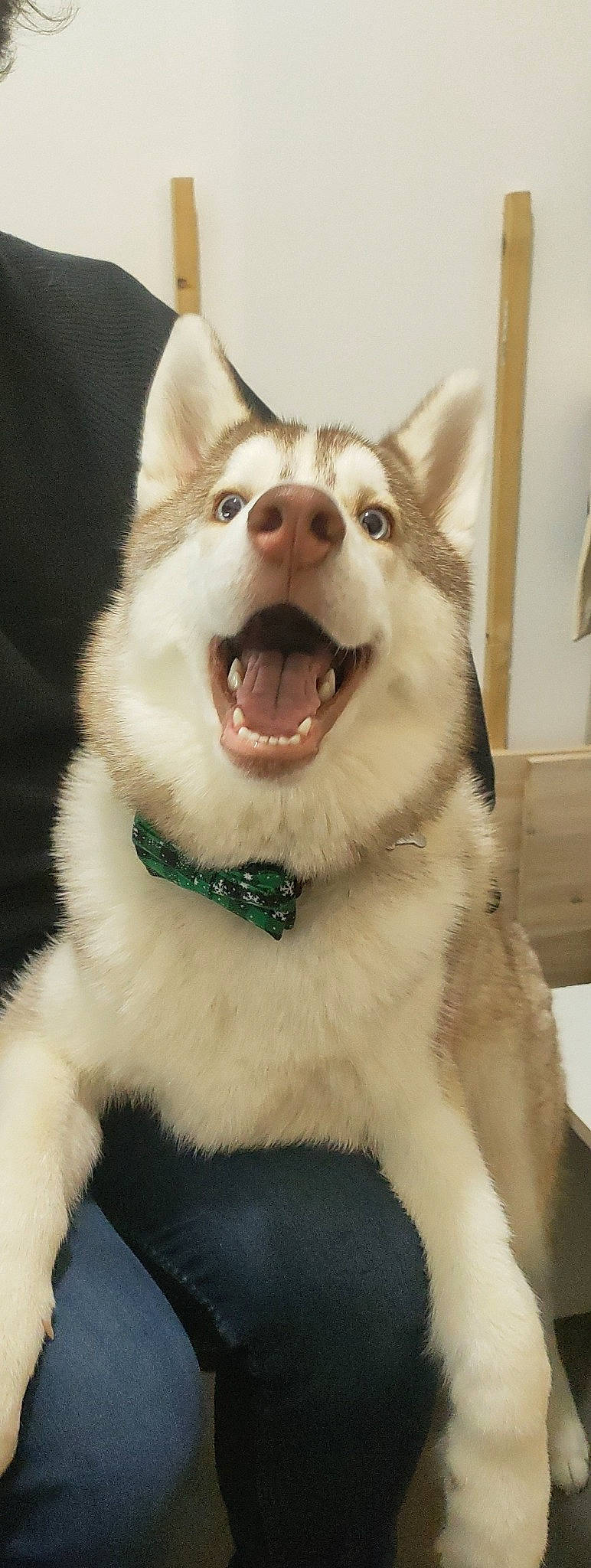 Bucky a rejoint le concours — aidez-le/la à gagner de superbes lots ! canidae, canis, carnivore, collar, companion_dog, dog, dog_breed, dog_collar, fang, felidae, fur, happy, jaw, sled_dog, small_to_medium_sized_cats, smile, snout, spitz, sporting_group, whiskers