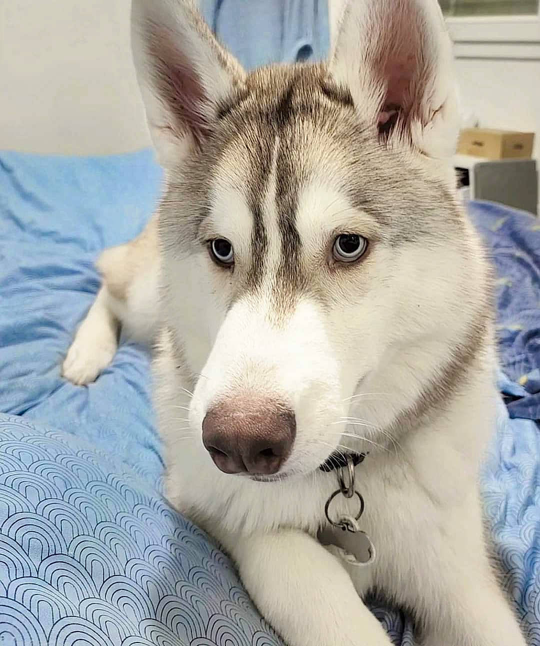 Bucky participe au concours pour gagner de l'argent avec cette photo : art, canidae, canis, carnivore, companion_dog, dog, dog_breed, eye, fur, jaw, siberian_husky, sled_dog, snout, sporting_group, terrestrial_animal, whiskers, window, wolf, working_animal, working_dog