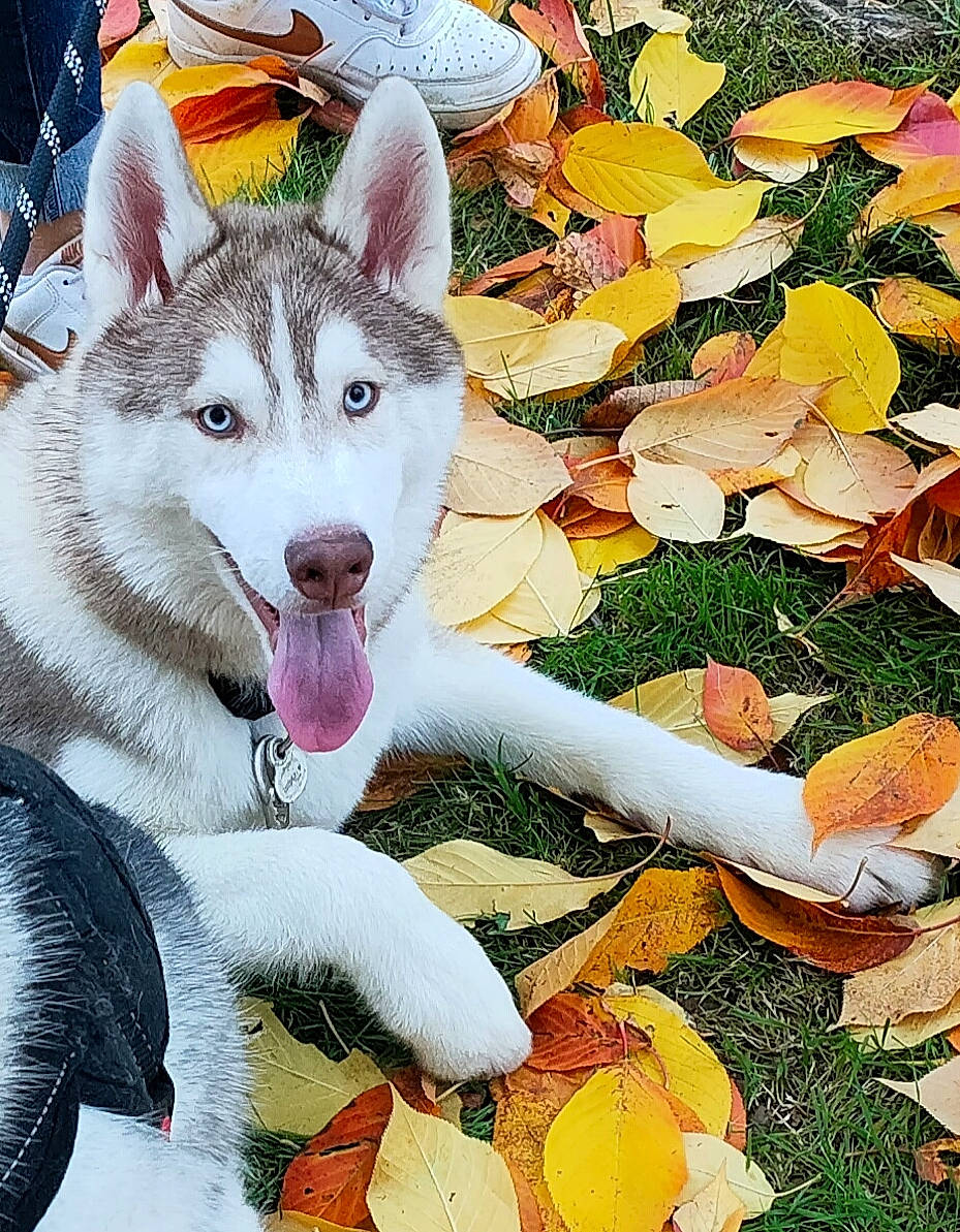 Bucky a rejoint le concours — aidez-le/la à gagner de superbes lots ! ancient_dog_breeds, art, canidae, canis, carnivore, dog, dog_breed, fang, fur, grass, happy, non_sporting_group, people_in_nature, petal, siberian_husky, sled_dog, sporting_group, terrestrial_animal, wolf, working_dog