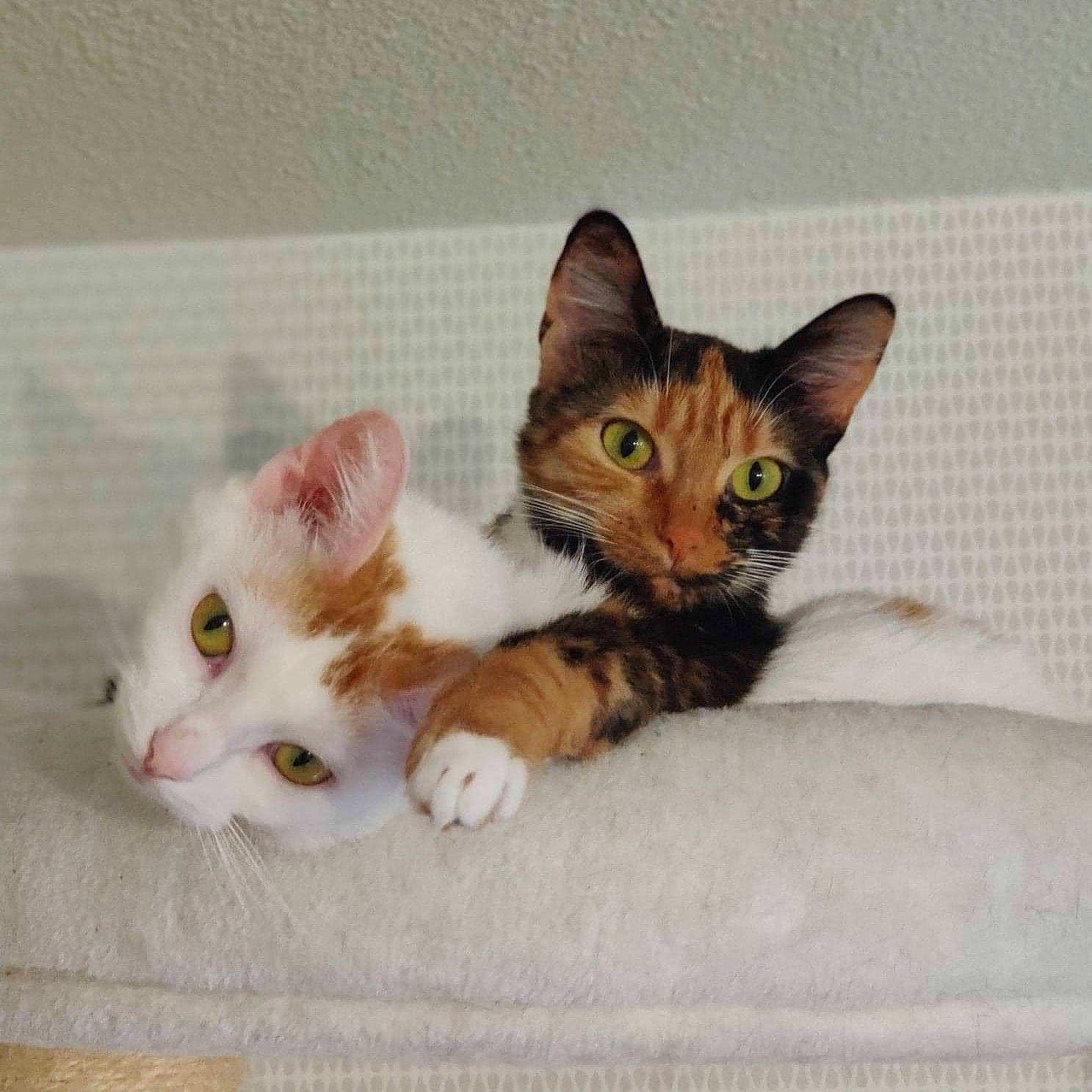 Patoche participe au concours pour gagner de l'argent avec cette photo : carnivore, cat, claw, comfort, domestic_short_haired_cat, fawn, felidae, fur, iris, paw, small_to_medium_sized_cats, tail, whiskers