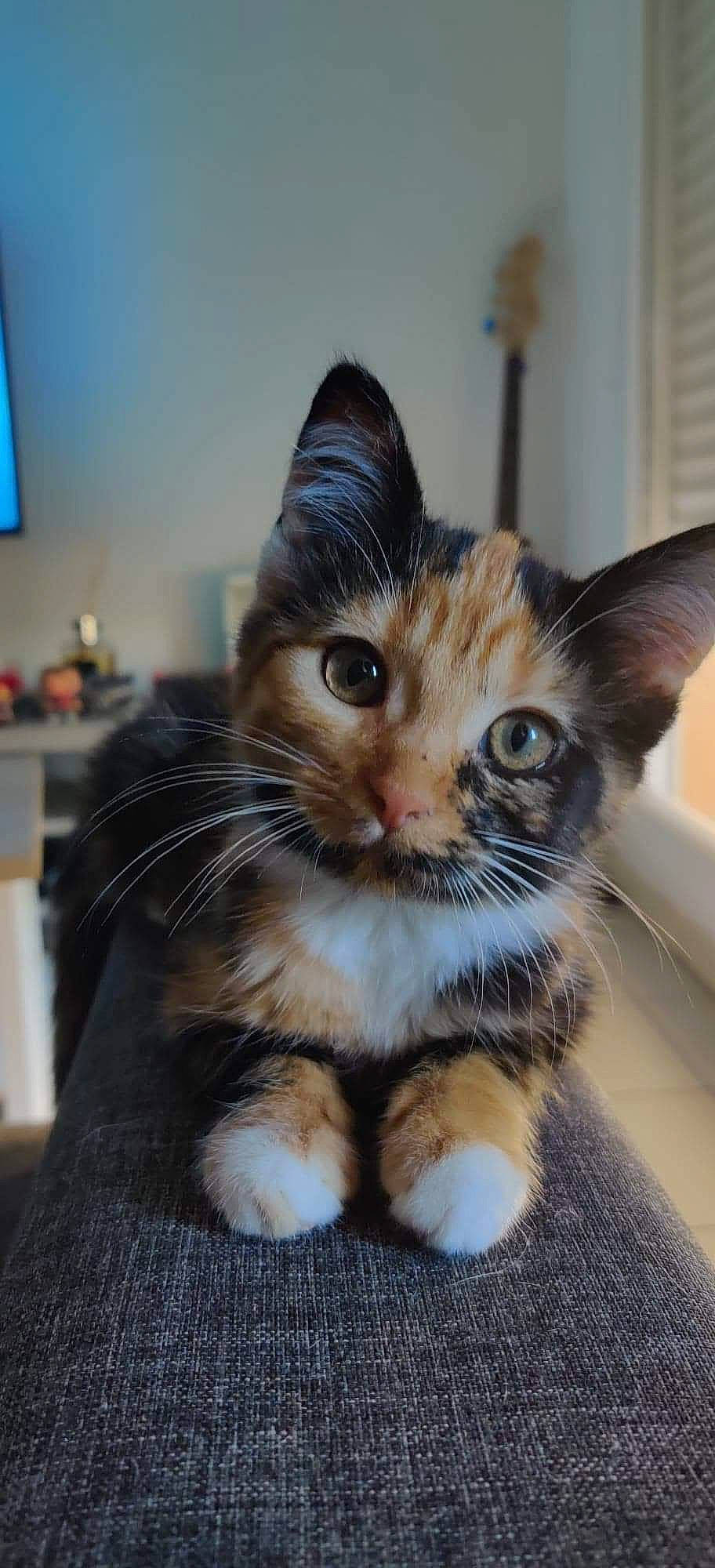 Patoche participe au concours pour gagner de l'argent avec cette photo : aegean_cat, american_shorthair, american_wirehair, asian, carnivore, cat, domestic_short_haired_cat, european_shorthair, fawn, felidae, kitten, maine_coon, mammal, ojos_azules, polydactyl_cat, small_to_medium_sized_cats, snout, tabby_cat, vertebrate, whiskers