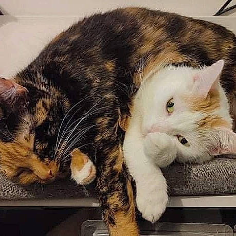 Patoche participe au concours pour gagner de l'argent avec cette photo : carnivore, cat, claw, comfort, domestic_short_haired_cat, ear, eye, felidae, fur, lap, nap, paw, sitting, small_to_medium_sized_cats, snout, tail, whiskers