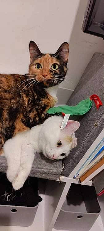 Patoche participe au concours pour gagner de l'argent avec cette photo : carnivore, cat, claw, comfort, companion_dog, dog, dog_breed, domestic_short_haired_cat, fawn, felidae, fur, paw, pet_supply, small_to_medium_sized_cats, snout, tail, toy, toy_dog, whiskers, working_animal