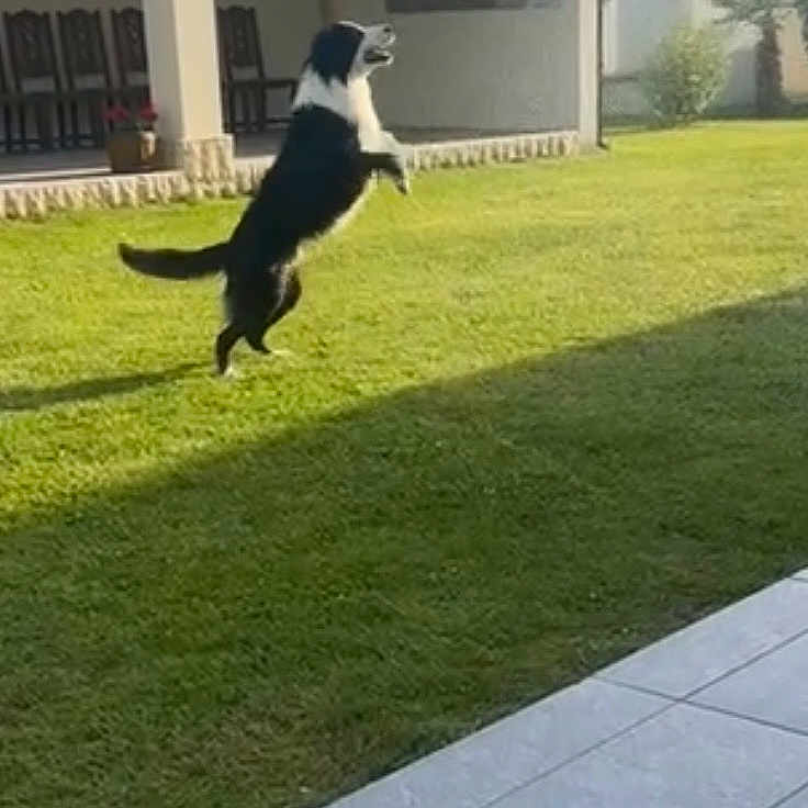 Rambo
