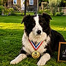 Rambo participe au concours pour gagner de l'argent avec cette photo : dog, border_collie, medal, grass, outdoor, pet, award, black_and_white, animal, collar, nature, garden, house, sunlight, portrait, laying_down, cute, fur, pet_award, animal_portrait