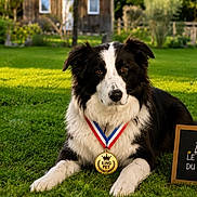 Rambo a rejoint le concours — aidez-le/la à gagner de superbes lots ! dog, border_collie, medal, grass, outdoor, pet, award, collar, black_and_white, fur, animal, nature, house, garden, sunlight, portrait, laying_down, pet_award, canine, proud