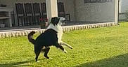 Rambo a rejoint le concours — aidez-le/la à gagner de superbes lots ! dog, grass, outdoor, yard, house, patio, leaping, black_and_white, sunlight, water_spray, playing, animal, garden, daytime, shadow, canine, fun, active, greenery, summer