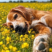Diamond a rejoint le concours — aidez-le/la à gagner de superbes lots ! dog, flower_field, yellow_flowers, grass, outdoor, nature, animal, pet, lying_down, relaxed, sunlight, spring, closeup, canine, fur, paw, sky, daytime, peaceful, portrait