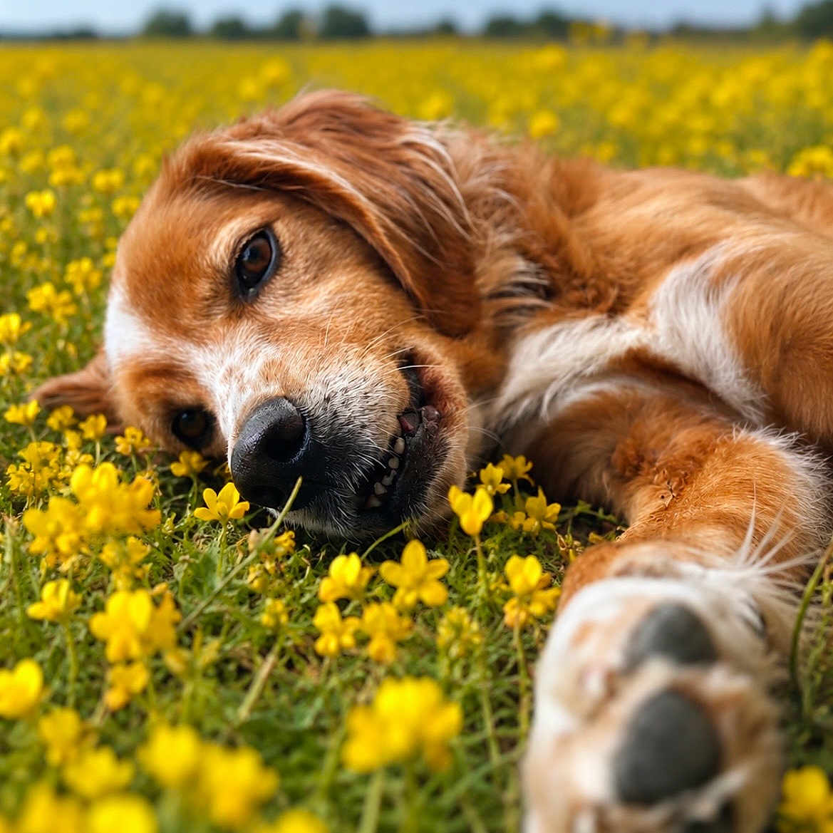 Diamond a rejoint le concours — aidez-le/la à gagner de superbes lots ! dog, flower_field, yellow_flowers, grass, outdoor, nature, animal, pet, lying_down, relaxed, sunlight, spring, closeup, canine, fur, paw, sky, daytime, peaceful, portrait