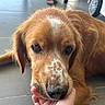 Diamond participe au concours pour gagner de l'argent avec cette photo : dog, golden_retriever, pet, close_up, animal, canine, fur, nose, eyes, hand, domestic, companion, cute, friendly, indoor, floor, tile, resting, muzzle, portrait