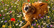 Diamond participe au concours pour gagner de l'argent avec cette photo : animal, brown_dog, canine, colorful, dog, field, flora, flower, grass, greenery, lying_down, meadow, nature, outdoor, peaceful, pet, relaxing, summer, sunlight, wildflower