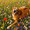 Diamond participe au concours pour gagner de l'argent avec cette photo : dog, wildflower, meadow, outdoor, nature, animal, brown_dog, grass, flower, colorful, relaxing, canine, field, summer, pet, lying_down, greenery, flora, peaceful, sunlight
