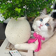 Cinderelle N Smith joined the competition — help win amazing prizes! cat, kitten, fluffy, blue_eyes, white_fur, cream_fur, pink_scarf, pet, animal, portrait, close_up, indoor, houseplant, green_leaves, white_flowers, flower_pot, remote_control, book, table, cozy