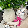 cat, kitten, fluffy, blue_eyes, white_fur, cream_fur, pink_scarf, pet, animal, portrait, close_up, indoor, houseplant, green_leaves, white_flowers, flower_pot, remote_control, book, table, cozy