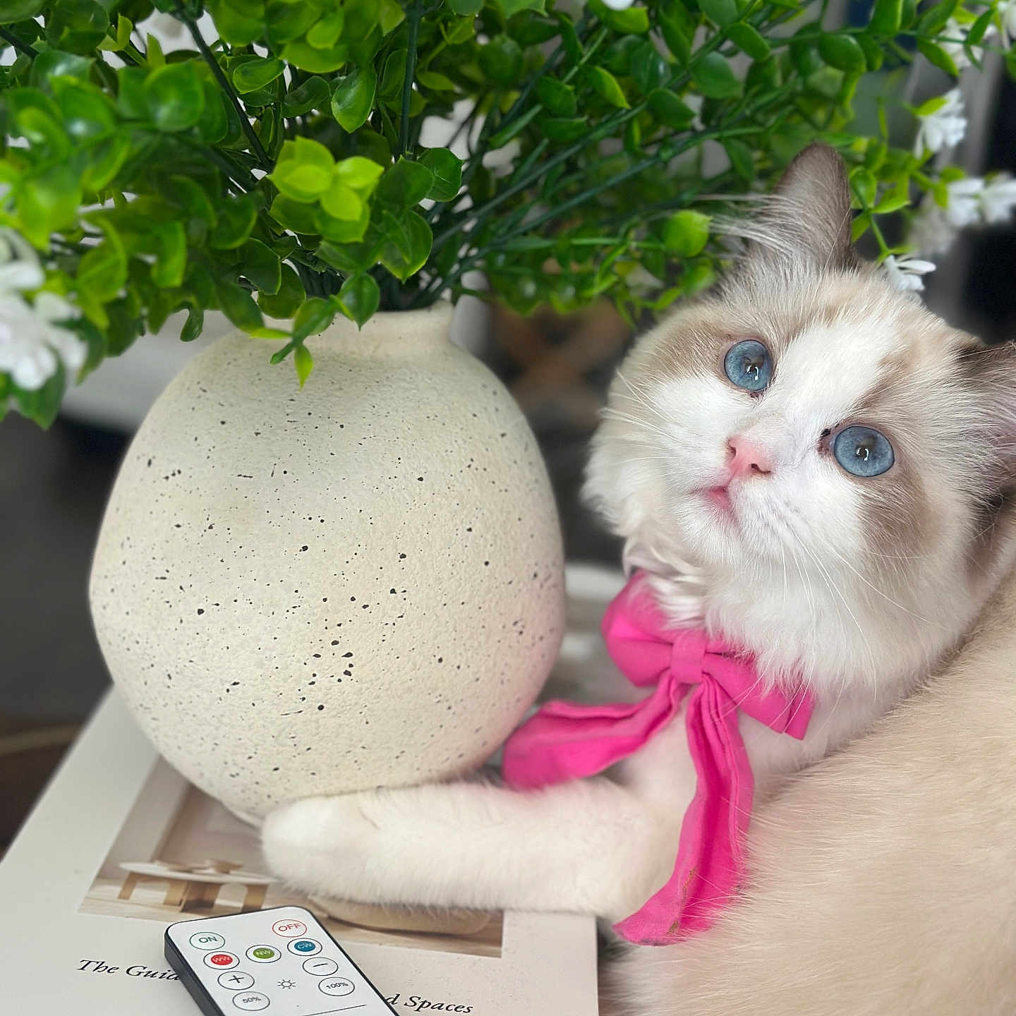 Cinderelle N Smith joined the competition — help win amazing prizes! cat, kitten, fluffy, blue_eyes, white_fur, cream_fur, pink_scarf, pet, animal, portrait, close_up, indoor, houseplant, green_leaves, white_flowers, flower_pot, remote_control, book, table, cozy