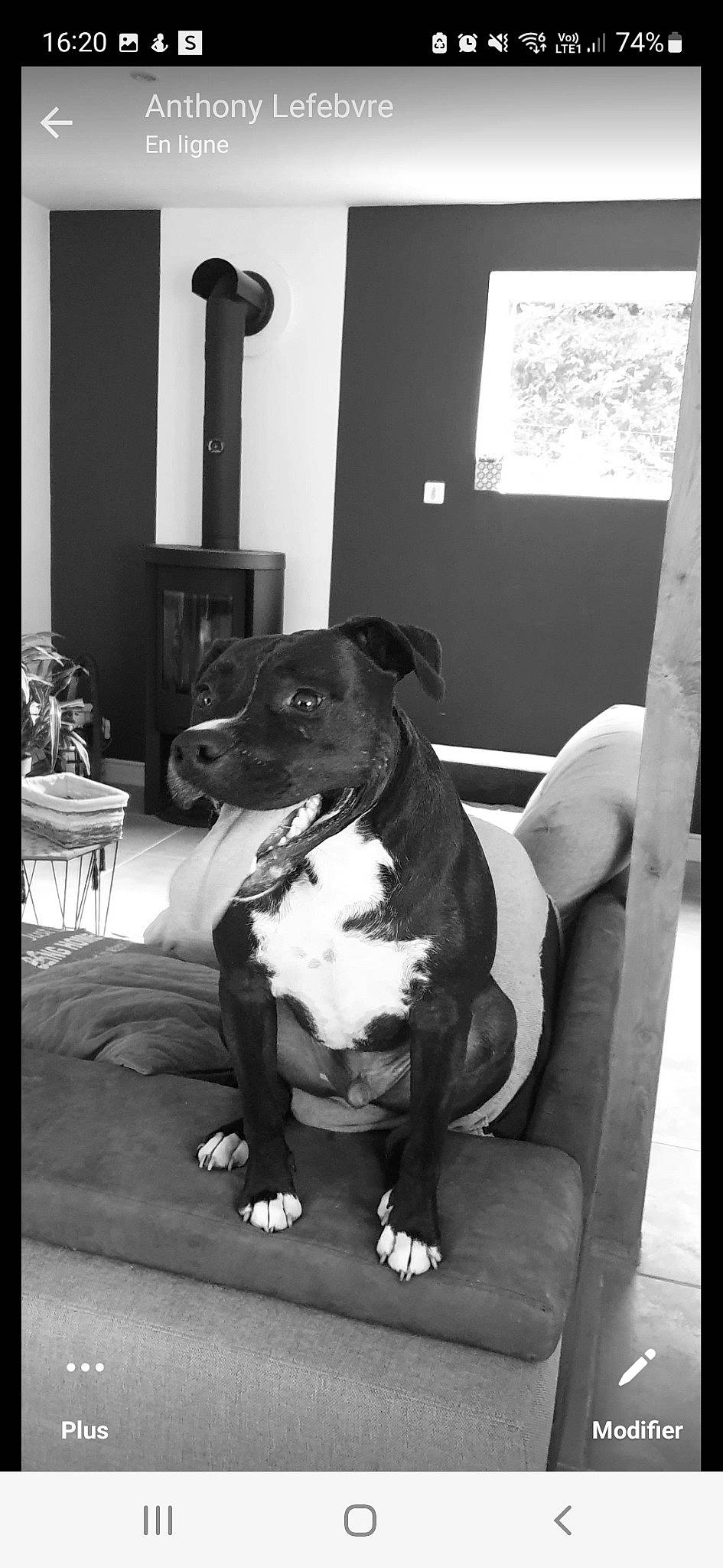 Barlou a rejoint le concours — aidez-le/la à gagner de superbes lots ! black, black_and_white, carnivore, comfort, companion_dog, couch, dog, dog_breed, dog_collar, fawn, flowerpot, furniture, houseplant, monochrome, monochrome_photography, snout, style, whiskers, window, working_animal