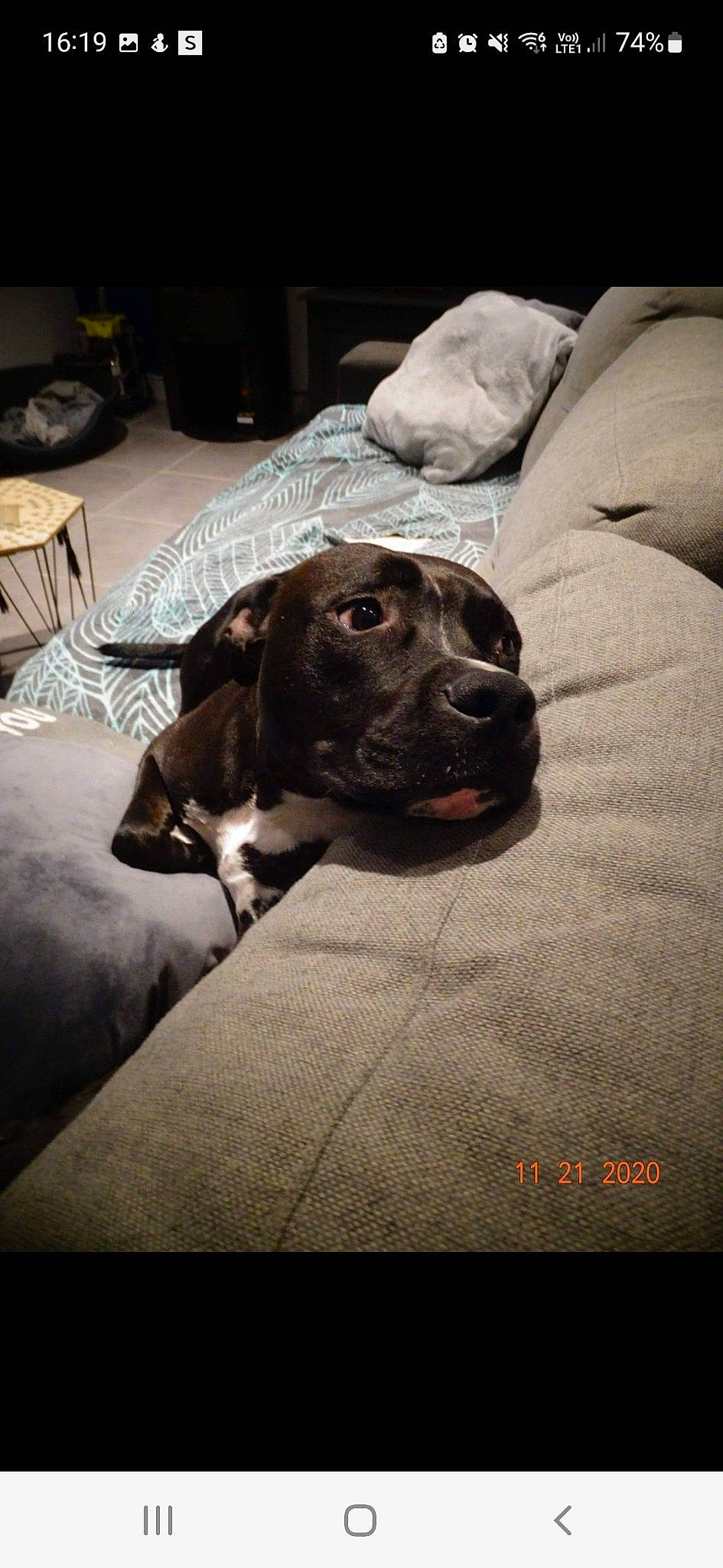 Barlou participe au concours pour gagner de l'argent avec cette photo : bedding, canidae, carnivore, chair, comfort, companion_dog, dog, dog_breed, fawn, flooring, fur, grey, guard_dog, linens, monochrome_photography, puppy, snout, sporting_group, whiskers, working_animal