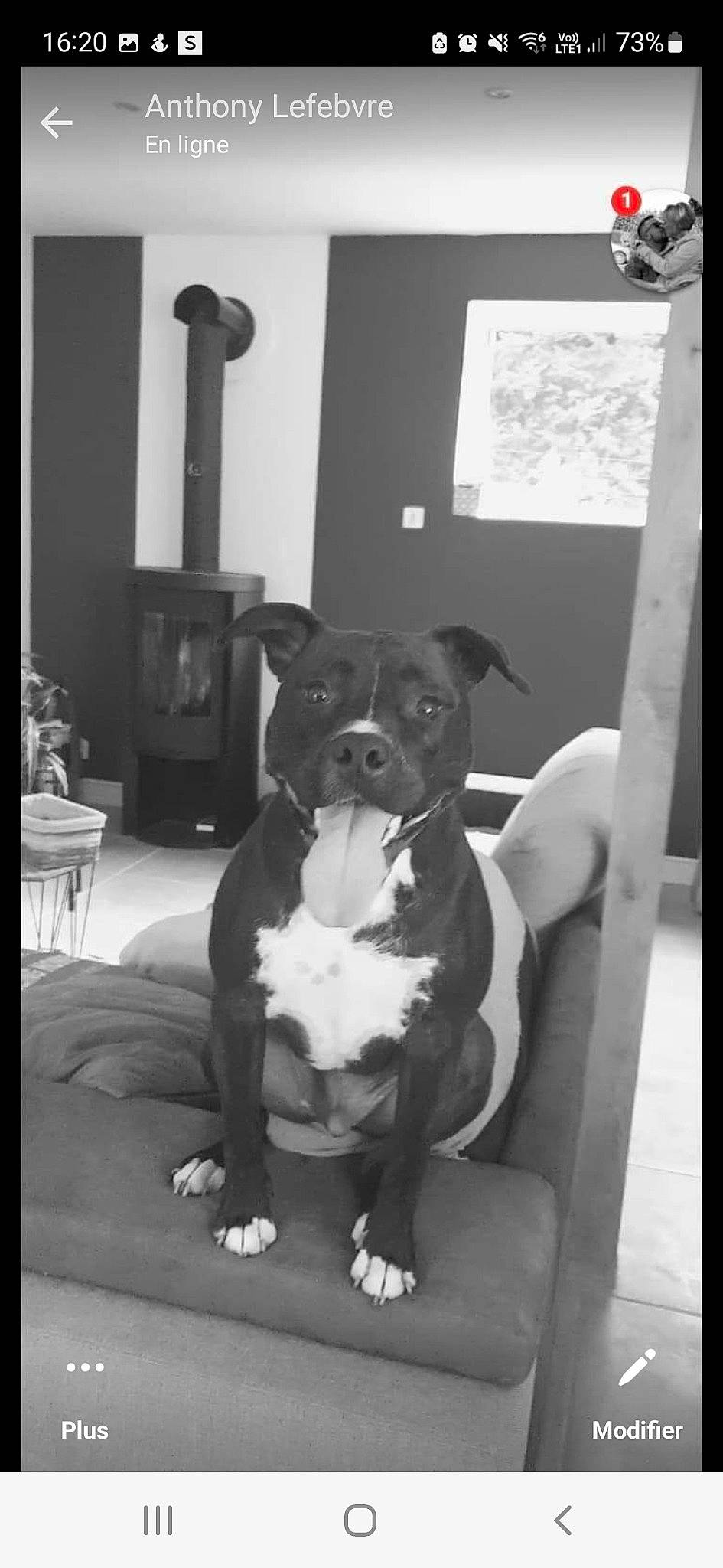 Barlou participe au concours pour gagner de l'argent avec cette photo : black, black_and_white, bored, canidae, carnivore, comfort, companion_dog, dog, dog_breed, dog_collar, fawn, human_leg, monochrome, monochrome_photography, snout, sporting_group, style, toy_dog, whiskers, working_animal