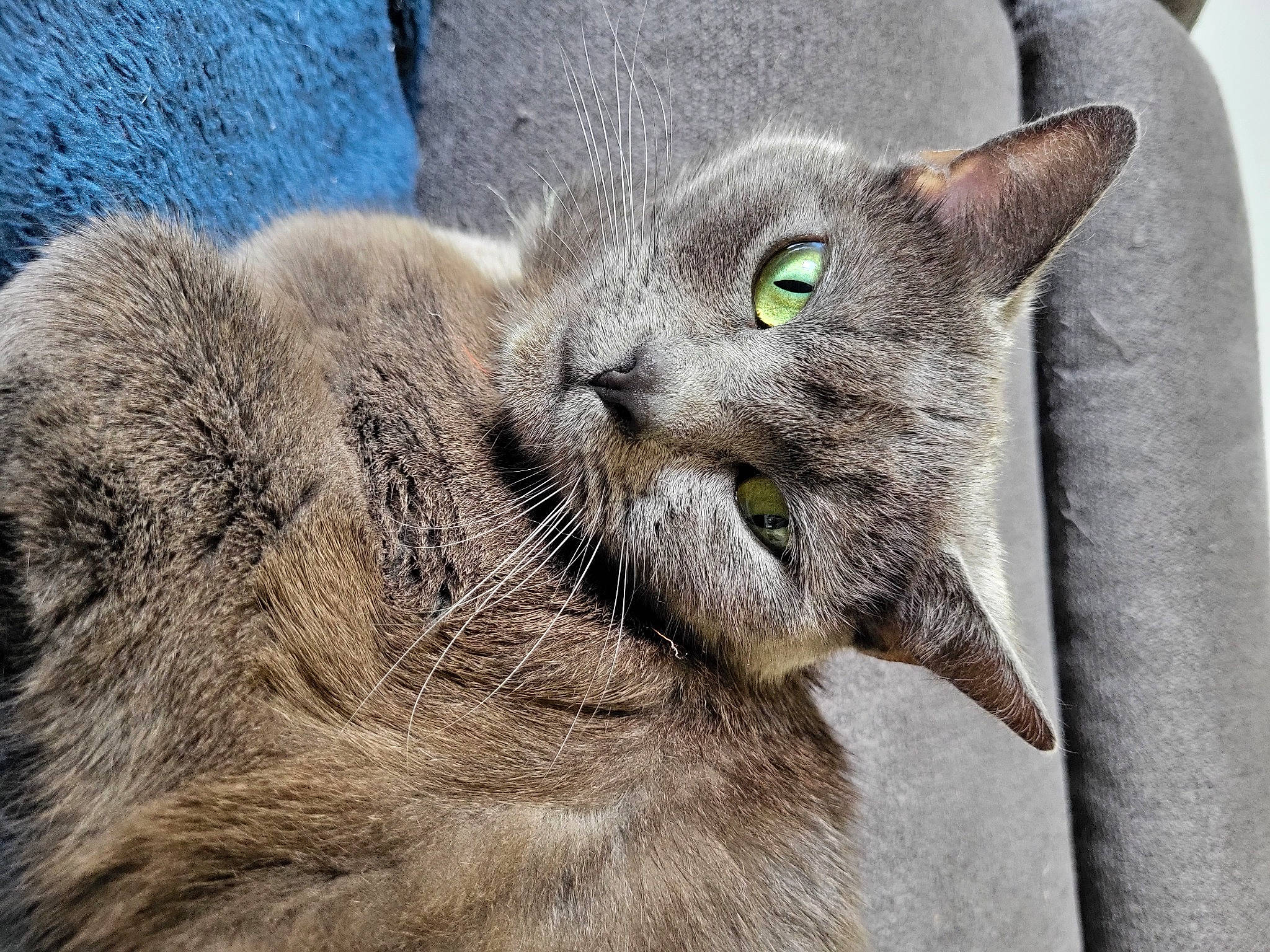 Chouby participe au concours pour gagner de l'argent avec cette photo : carnivore, cat, claw, close_up, domestic_short_haired_cat, felidae, fur, grey, paw, russian_blue, small_to_medium_sized_cats, snout, tail, terrestrial_animal, whiskers, wildlife, window