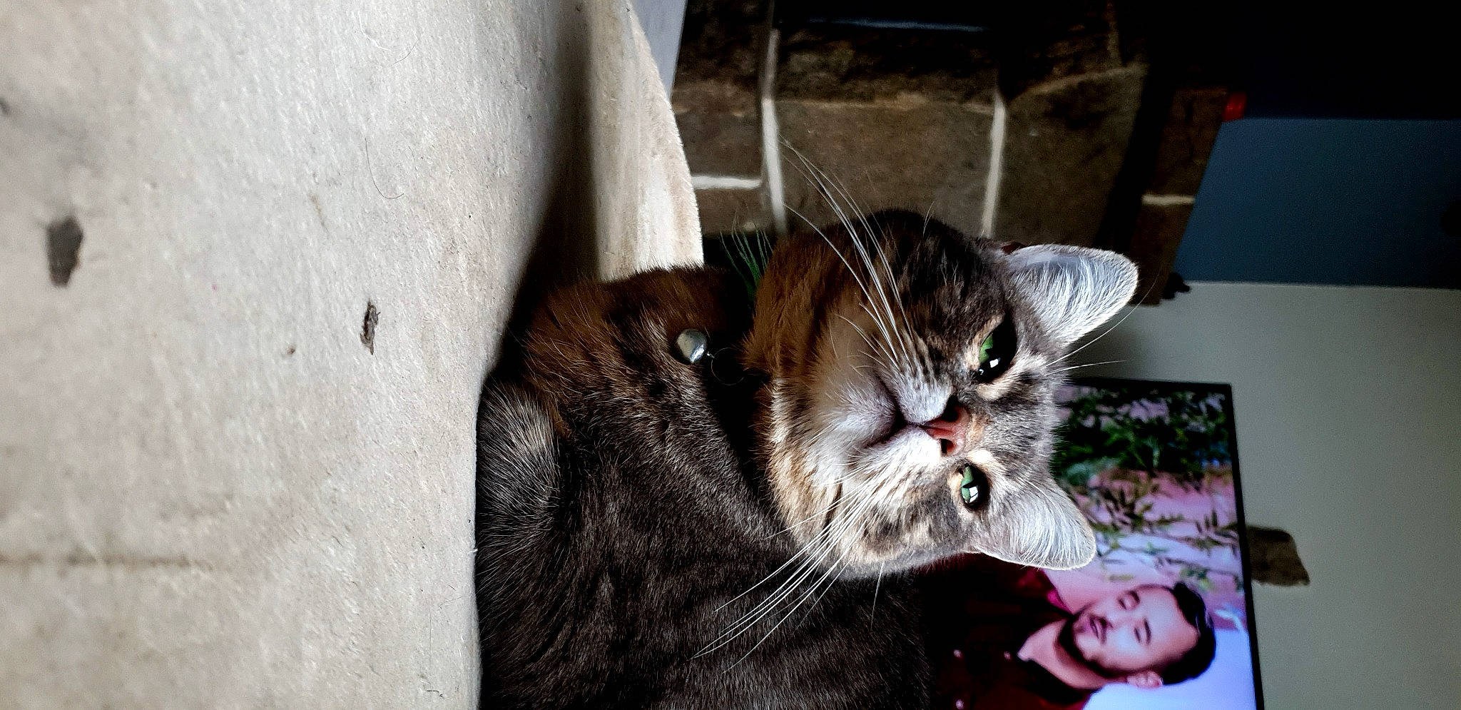 Nala a rejoint le concours — aidez-le/la à gagner de superbes lots ! carnivore, cat, claw, comfort, domestic_short_haired_cat, felidae, fur, paw, photo_caption, plant, sitting, small_to_medium_sized_cats, snout, tail, whiskers, window