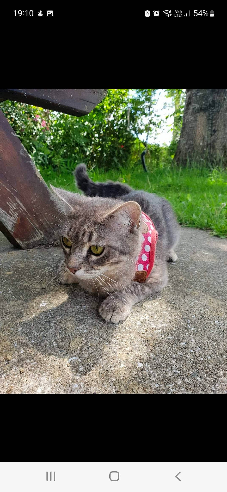 Nala a rejoint le concours — aidez-le/la à gagner de superbes lots ! asphalt, carnivore, cat, claw, domestic_short_haired_cat, felidae, fur, grass, paw, plant, road_surface, sitting, small_to_medium_sized_cats, snout, soil, tail, terrestrial_animal, tree, whiskers, wildlife