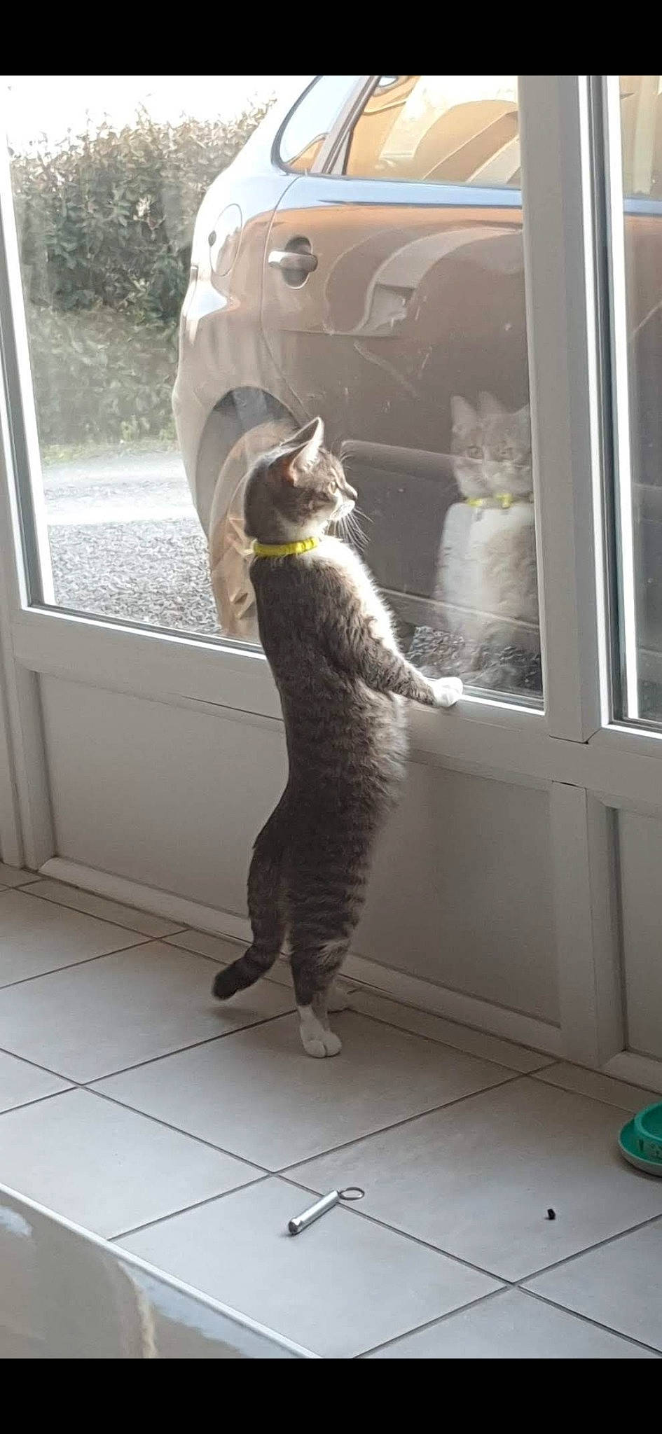 Plume a rejoint le concours — aidez-le/la à gagner de superbes lots ! carnivore, cat, domestic_short_haired_cat, felidae, flooring, fur, glass, grey, paw, room, small_to_medium_sized_cats, tail, terrestrial_animal, whiskers, window, window_covering, wood